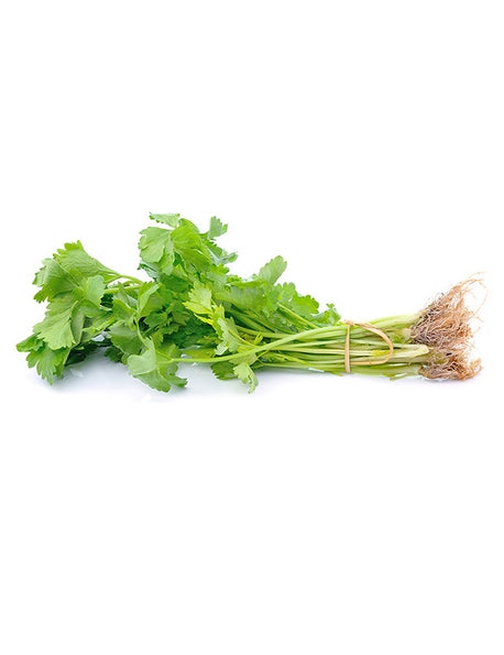 CORIANDER Leaves